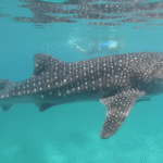 Cebu Itinerary 4 Days: Whale Sharks and Canyoneering