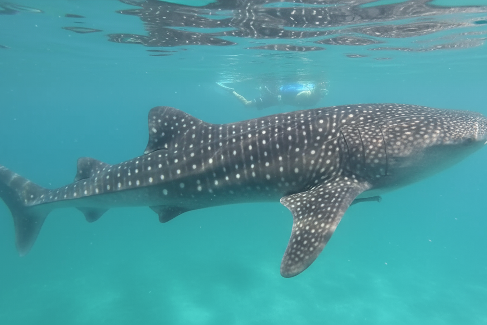 Cebu Itinerary 4 Days: Whale Sharks and Canyoneering